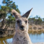 Kangaroo Gazing into a camera