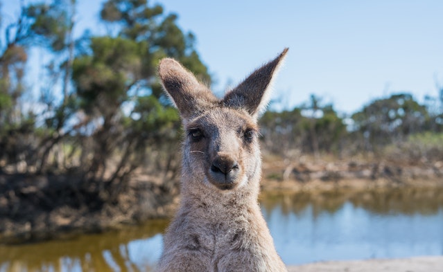 Kangaroo Gazing into a camera