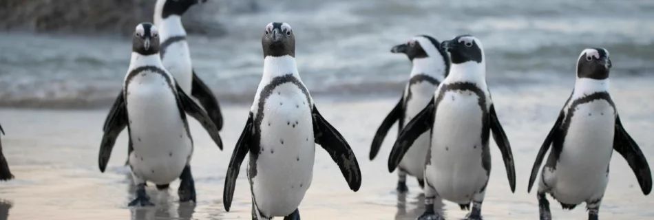 penguins