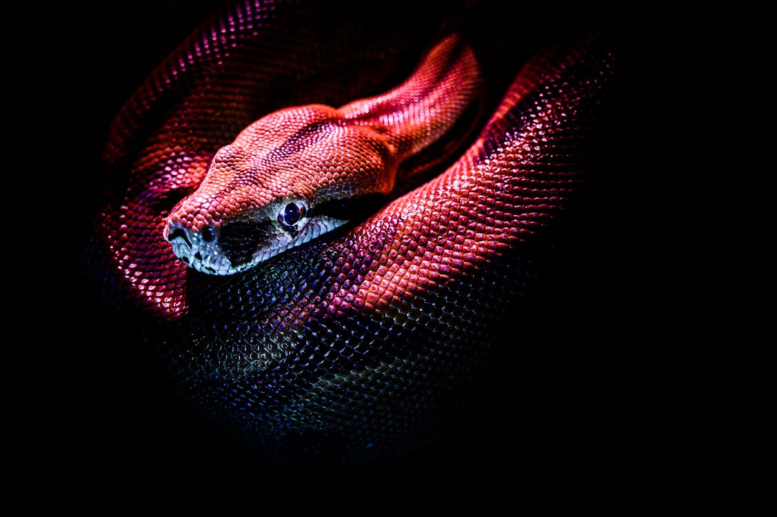 Python